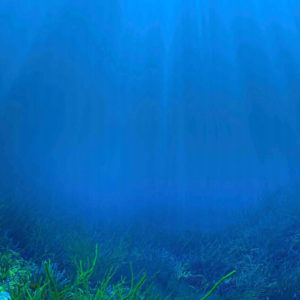 Underwater view in the ocean with some algae below and sun rays beaming overhead.